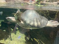 Living Amphibians Invertebrates and Reptiles photo 3