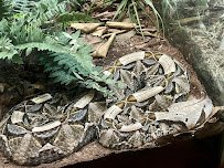 Living Amphibians Invertebrates and Reptiles photo 4