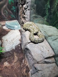 Living Amphibians Invertebrates and Reptiles photo 5