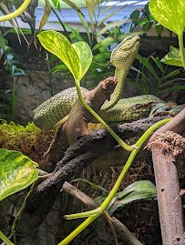 Living Amphibians Invertebrates and Reptiles photo 6