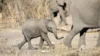 Elephants of the Zambezi River Valley photo 5