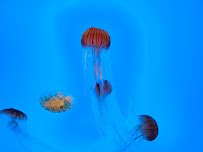 Marine Mammal Pavilion photo 4
