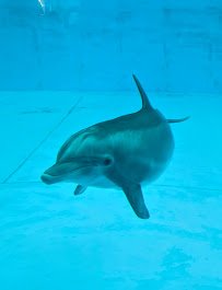 Marine Mammal Pavilion photo 5