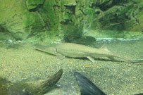 Gavins Point National Fish Hatchery - Hatchery Building And Aquarium photo 3