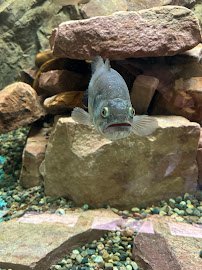 Gavins Point National Fish Hatchery - Hatchery Building And Aquarium photo 4