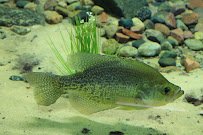 Gavins Point National Fish Hatchery - Hatchery Building And Aquarium photo 5