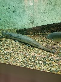 Gavins Point National Fish Hatchery - Hatchery Building And Aquarium photo 6