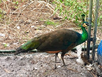Peggy's Peacock Palace and Velociraptors