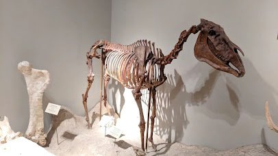 Texas Science & Natural History Museum photo 2