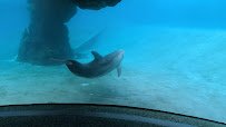 Dolphin Cove photo 2