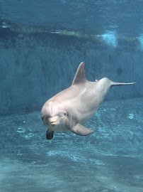 Dolphin Cove photo 4