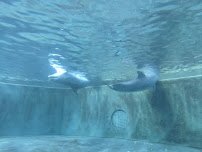Dolphin Cove photo 6
