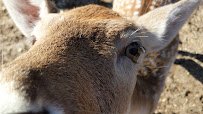 Long Island Game Farm Wildlife Park photo 2