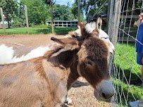 Long Island Game Farm Wildlife Park photo 5