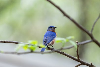 Dunwoody Nature Center