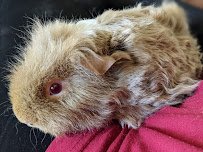 Creature Kingdom - Exotic Mobile Petting Zoo photo 2