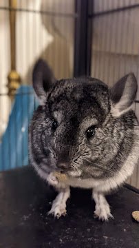 Creature Kingdom - Exotic Mobile Petting Zoo photo 3