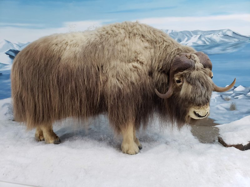 Mammoth Cave Wildlife Museum photo 2