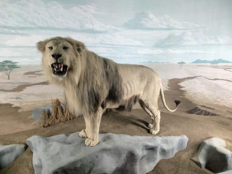 Mammoth Cave Wildlife Museum photo 5