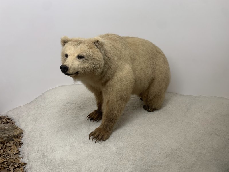 Mammoth Cave Wildlife Museum photo 6