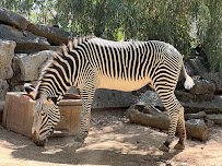 Sacramento Zoo photo 6