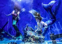 Mertailor’s Mermaid Aquarium Encounter photo 3