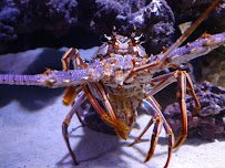 Mertailor’s Mermaid Aquarium Encounter photo 4