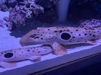 Mertailor’s Mermaid Aquarium Encounter photo 5