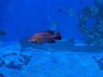 Mertailor’s Mermaid Aquarium Encounter photo 6