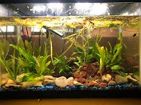 Lotus Aquarium photo 5