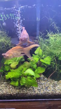 Aqua Forest Aquarium photo 2