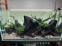 Aqua Forest Aquarium photo 4