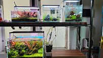 Aqua Forest Aquarium photo 5