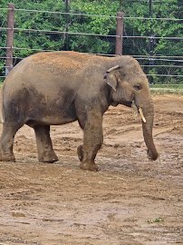 Cincinnati Zoo photo 3