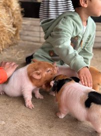 Plucky Palomino Petting Zoo photo 4