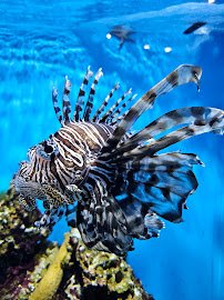 Aquarium of Niagara photo 5
