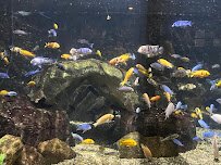 Aquarium of Niagara photo 6