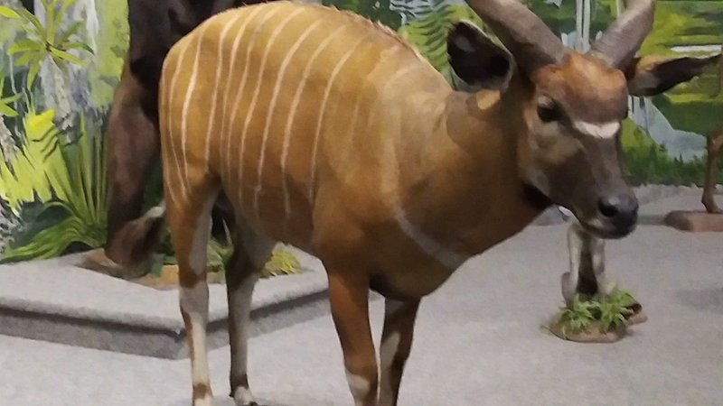 Great Plains Zoo photo 2