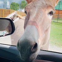 The Wild Animal Park photo 2