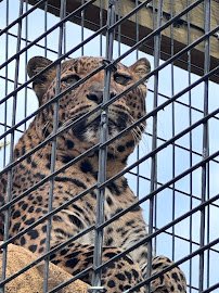 The Wild Animal Park photo 4