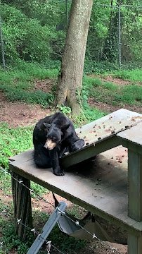 Bear Hollow Zoo photo 2