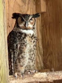 Bear Hollow Zoo photo 5