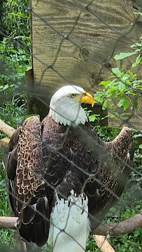 Bear Hollow Zoo photo 6