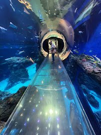 Mississippi Aquarium photo 3