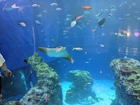 Mississippi Aquarium photo 5