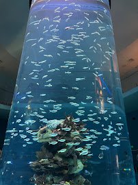 Mississippi Aquarium photo 6