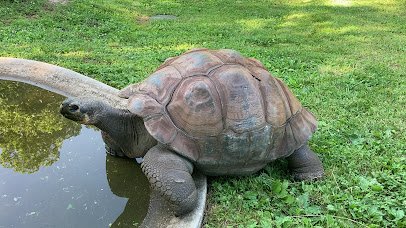 Scovill Zoo photo 2