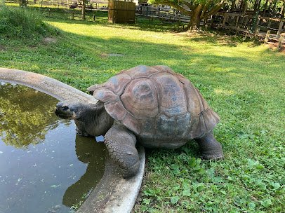 Scovill Zoo photo 6