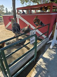 Parnell Storybook Zoo photo 3