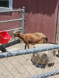 Parnell Storybook Zoo photo 5